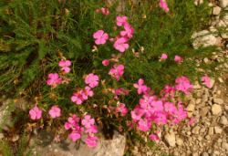 2013-08-18_Regina-F-Rau_Schachen_Blumen  (234).JPG